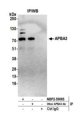 APBA3/Mint-3 Antibody [NBP2-59085] - Detection of human APBA3 by western blot of immunoprecipitates. Samples: Whole cell lysate (0.5 or 1.0 mg per IP reaction; 20% of IP loaded) from HeLa cells prepared using NETN lysis buffer. Antibodies: Affinity purified rabbit anti-APBA3 antibody NBP2-59085 used for IP at 8 ul per reaction. APBA3 was also immunoprecipitated by  another rabbit anti-APBA3 antibody. For blotting immunoprecipitated NBP2-59085 was used at 1:400. Detection: Chemiluminescence with an exposure time of 75 seconds.