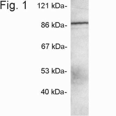 Western Blot APBA3/Mint-3 Antibody