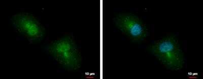 Immunocytochemistry/Immunofluorescence: APBB2 Antibody [NBP2-15421] - H1299 cells were fixed in 4% paraformaldehyde at RT for 15 min. Green: APBB2 protein stained by APBB2 antibody  diluted at 1:500. Blue: Hoechst 33342 staining. Scale bar = 10 um.