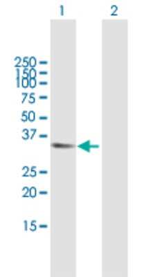 Western Blot: APBB2 Antibody [H00000323-B01P] - Analysis of APBB2 expression in transfected 293T cell line by APBB2 polyclonal antibody.  Lane 1: APBB2 transfected lysate(36.19 KDa). Lane 2: Non-transfected lysate.