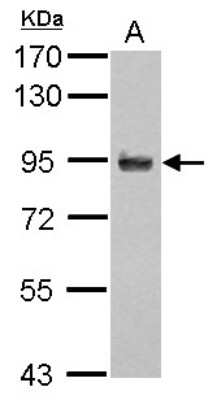 Western Blot: APBB2 Antibody [NBP2-15421] - Sample (30 ug of whole cell lysate) A: H1299 7. 5% SDS PAGE; antibody diluted at 1:1000.