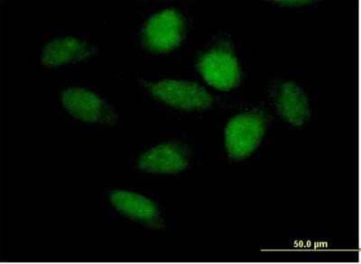 Immunocytochemistry/Immunofluorescence: APBB3 Antibody [H00010307-B01P] - Analysis of purified antibody to APBB3 on HeLa cell. (antibody concentration 10 ug/ml)