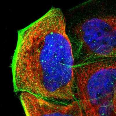 Immunocytochemistry/Immunofluorescence: APBB3 Antibody [NBP1-84699] - Immunofluorescent staining of human cell line A-431 shows localization to cytosol & actin filaments.