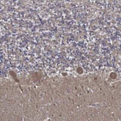 Immunohistochemistry-Paraffin: APBB3 Antibody [NBP3-17683] - Staining of human cerebellum shows strong cytoplasmic positivity in Purkinje cells and neuropil.