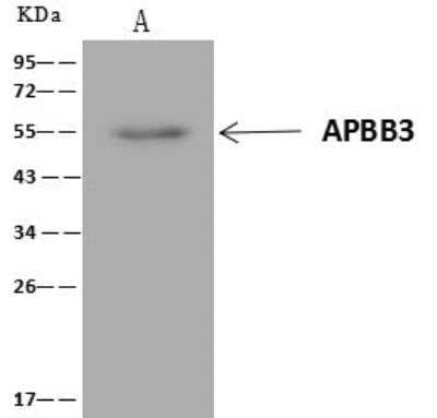 Immunoprecipitation: APBB3 Antibody [NBP3-12680] - Lane A:0.5 mg HeLa Whole Cell Lysate4 uL anti-APBB3 rabbit polyclonal antibody and 60 ug of Immunomagnetic beads Protein A/G.Primary antibody:Anti-APBB3 rabbit polyclonal antibody,at 1:100 dilution Secondary antibody:Clean-Blot IP Detection Reagent (HRP) at 1:1000dilutionDeveloped using the ECL technique.Performed under reducing conditions.Predicted band size: 53 kDaObserved band size :53 kDa