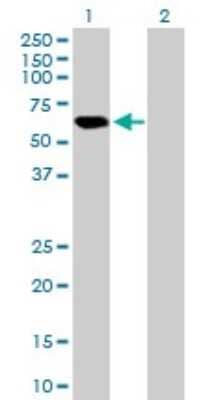 Western Blot: APBB3 Antibody [H00010307-B01P] - Analysis of APBB3 expression in transfected 293T cell line by APBB3 polyclonal antibody.  Lane 1: APBB3 transfected lysate(53.46 KDa). Lane 2: Non-transfected lysate.