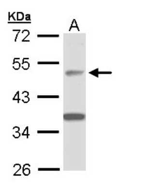 Western Blot: APBB3 Antibody [NBP1-33014] - Sample (30 ug of whole cell lysate) A: A431 10% SDS PAGE; antibody diluted at 1:1000.