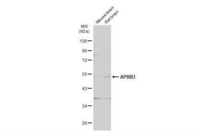 Western Blot: APBB3 Antibody [NBP1-33014] - Various tissue extracts (50 ug) were separated by 10% SDS-PAGE, and the membrane was blotted with APBB3 antibody diluted at 1:1000.