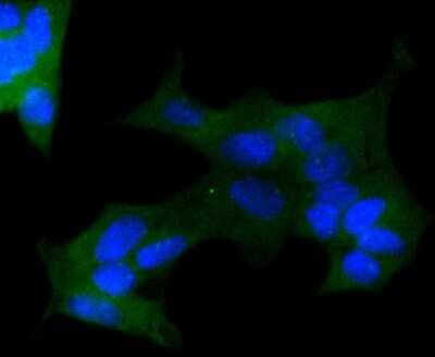 Immunocytochemistry/Immunofluorescence: APC Antibody (SC61-03) [NBP2-67625] - Staining APC in 293 cells (green). The nuclear counter stain is DAPI (blue). Cells were fixed in paraformaldehyde, permeabilised with 0.25% Triton X100/PBS.