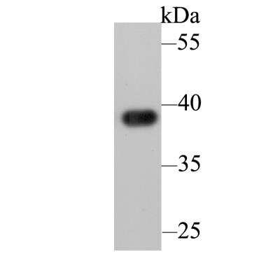 Western Blot: APE Antibody (12H4) [NBP2-76930] - Western blot analysis of APE1 on HL-60 lysates. Proteins were transferred to a PVDF membrane and blocked with 5% BSA in PBS for 1 hour at room temperature. The primary antibody was used at a 1:1,000 dilution in 5% BSA at room temperature for 2 hours. Goat Anti-Mouse IgG - HRP Secondary Antibody at 1:5,000 dilution was used for 1 hour at room temperature.