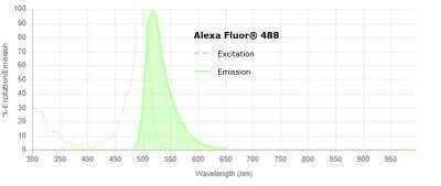 APE Antibody [Alexa Fluor® 647] [NB100-101AF647] - Spectral properties of Alexa Fluor(R) 488: an excitation maximum of 490 nm and an emission maximum of 525 nm. Use the Novus Spectra Viewer to identify the optimal laser(s) and filters for Alexa Fluor®(R)488 and to determine its compatibility with other fluorophores when designing a multicolor experiment. //www.novusbio.com/spectraviewer