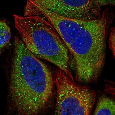 Immunocytochemistry/Immunofluorescence: APEH Antibody [NBP1-85332] - Immunofluorescent staining of human cell line U-2 OS shows localization to cytosol.