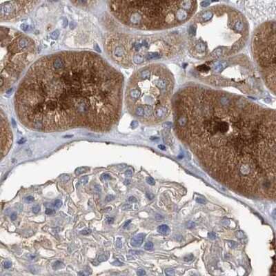 Immunohistochemistry-Paraffin: APEH Antibody [NBP1-85331] - Staining of human kidney.