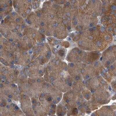 Immunohistochemistry-Paraffin: APEH Antibody [NBP1-85331] - Staining of human pancreas.