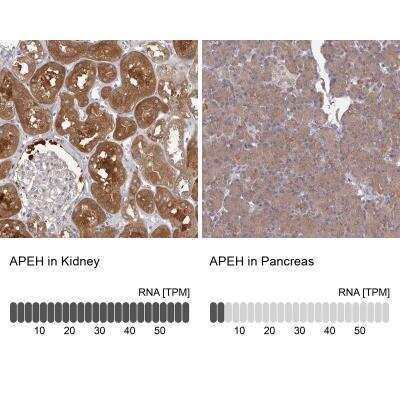 Immunohistochemistry-Paraffin: APEH Antibody [NBP1-85332] - Staining in human kidney and pancreas tissues using anti-APEH antibody. Corresponding APEH RNA-seq data are presented for the same tissues.