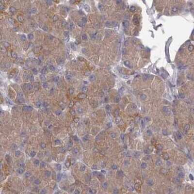 Immunohistochemistry-Paraffin: APEH Antibody [NBP1-85332] - Staining of human pancreas.