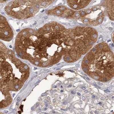 Immunohistochemistry-Paraffin: APEH Antibody [NBP1-85332] - Staining of human kidney.