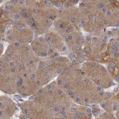 Immunohistochemistry-Paraffin: APEH Antibody [NBP1-85333] - Staining of human pancreas.