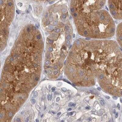 Immunohistochemistry-Paraffin: APEH Antibody [NBP1-85333] - Staining of human kidney.