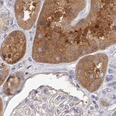 Immunohistochemistry-Paraffin: APEH Antibody [NBP1-85334] - Staining of human kidney.