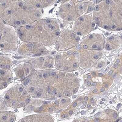 Immunohistochemistry-Paraffin: APEH Antibody [NBP1-85334] - Staining of human pancreas.