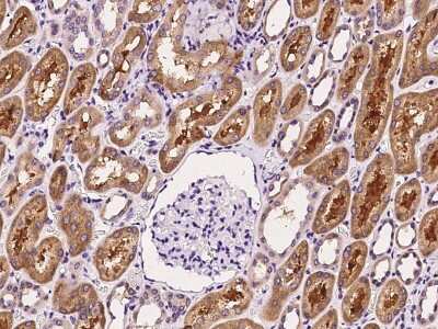 Immunohistochemistry-Paraffin: APEH Antibody [NBP2-99357] - Immunochemical staining of human APEH in human kidney with rabbit polyclonal antibody at 1:1000 dilution, formalin-fixed paraffin embedded sections.