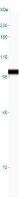 Simple Western: APEH Antibody [NBP1-85334] - Simple Western lane view shows a specific band for APEH in 0.2 mg/ml of RT4 lysate(s). This experiment was performed under reducing conditions using the 12-230 kDa separation system.