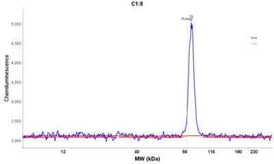 Simple Western: APEH Antibody [NBP1-85334] - Electropherogram image of the corresponding Simple Western lane view. APEH antibody was used at 1:25 dilution on RT4 lysate(s) respectively.