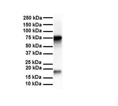 Western Blot: APEH Antibody [NBP1-54954] - Antibody  Titration: 1 ug/ml Human liver.