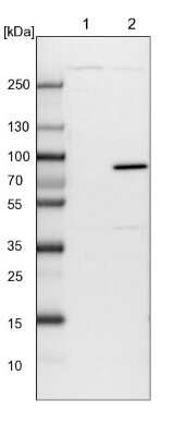 Western Blot: APEH Antibody [NBP1-85332] - Lane 1: NIH-3T3 cell lysate (Mouse embryonic fibroblast cells). Lane 2: NBT-II cell lysate (Rat Wistar bladder tumor cells).