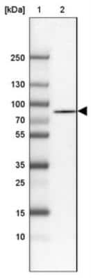 Western Blot: APEH Antibody [NBP1-85334] - Lane 1: Marker  [kDa] 250, 130, 100, 70, 55, 35, 25, 15, 10.  Lane 2: Human cell line RT-4
