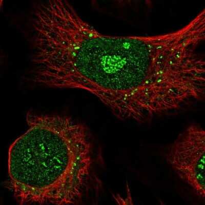 Immunocytochemistry/ Immunofluorescence APEX2 Antibody - BSA Free