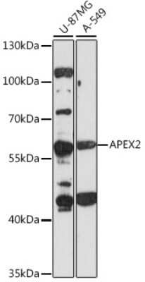 Western Blot: APEX2 Antibody [NBP2-92295] - Analysis of extracts of two cell lines using APEX2 at 1:1000 dilution. Secondary antibody: HRP Goat Anti-Rabbit IgG (H+L) at 1:10000 dilution. Lysates/proteins: 25 ug per lane. Blocking buffer: 3% nonfat dry milk in TBST.Detection: ECL Basic Kit. Exposure time: 90s.
