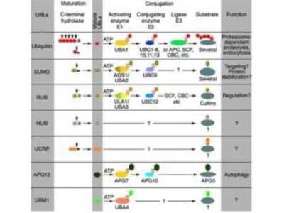 N/A: APG8 Antibody [NB600-471]