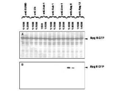Western Blot: APG8 Antibody [NB600-471] - Western blot using APG8 antibody generated by immunization with recombinant yeast APG8 vs other anti-UBL antibodies against E.coli lysates expressing APG8-GFP fusion protein. Panel A (top) total protein staining using ponceau. Panel B (bottom) specific reaction with APG8 using a 1:4,000 - 1:8,000 dilution of IgG fraction of Rabbit-anti-APG8 (Yeast) followed by 1:15,000 dilution of HRP Goat-a-Rabbit IgG MX. All primaries diluted in TTBS buffer with 5% non-fat milk and incubated with membranes overnight at 4C. E.coli lysate proteins separated by SDS-PAGE using 15% gel. Similar experiments (data not shown) using this antibody showed no reactivity of anti-APG8 with other UBLs, indicating that this antibody is highly specific and does not cross react with other UBLs. A chemiluminescence system was used for signal detection (Roche). Other detection systems will yield similar results.