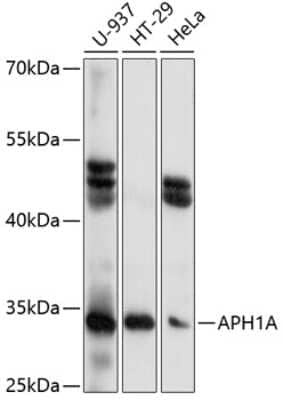 Western Blot: APH1A Antibody [NBP2-92623] - Analysis of extracts of various cell lines, using APH1A at 1:1000 dilution.Secondary antibody: HRP Goat Anti-Rabbit IgG (H+L) at 1:10000 dilution.Lysates/proteins: 25ug per lane.Blocking buffer: 3% nonfat dry milk in TBST.Detection: ECL Basic Kit .Exposure time: 10s.