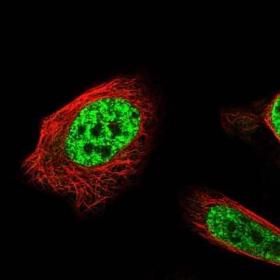 Immunocytochemistry/Immunofluorescence: API5 Antibody [NBP1-89326] - Immunofluorescent staining of human cell line U-2 OS shows localization to nuclear speckles.