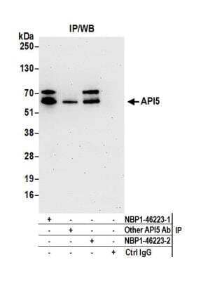<b>Independent Antibodies Validation. </b>Immunoprecipitation: API5 Antibody [NBP1-46223] - Detection of human API5 by western blot of immunoprecipitates. Samples: Whole cell lysate (1.0 mg per IP reaction; 20% of IP loaded) from Jurkat, cells prepared using NETN lysis buffer. Antibodies: Affinity purified rabbit anti-API5 antibody NBP1-46223 (lot NBP1-46223-2) used for IP at 3 ug per reaction. API5 was also immunoprecipitated by a previous lot of this antibody (lot NBP1-46223-1) and another rabbit anti-API5 antibody. For blotting immunoprecipitated API5, NBP1-46223 was used at 1 ug/ml. Detection: Chemiluminescence with an exposure time of 3 minutes.