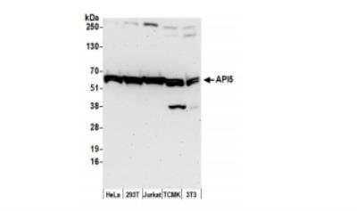 Western Blot API5 Antibody