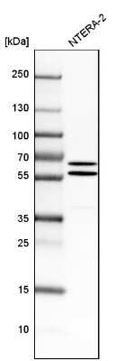 Western Blot: API5 Antibody [NBP1-89326] - Analysis in human cell line NTERA-2.