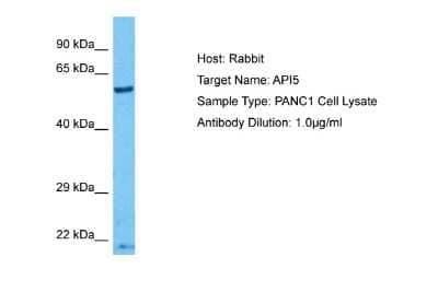 Western Blot: API5 Antibody [NBP2-87014] - Host: Rabbit. Target Name: API5. Sample Tissue: Human PANC1 Whole Cell lysates. Antibody Dilution: 1ug/ml