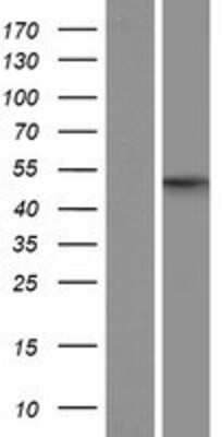 Western Blot API5 Overexpression Lysate