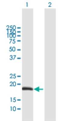 Western Blot: APIN Antibody [H00054959-B01P] - Analysis of ODAM expression in transfected 293T cell line by ODAM polyclonal antibody.  Lane 1: APIN transfected lysate(16.83 KDa). Lane 2: Non-transfected lysate.