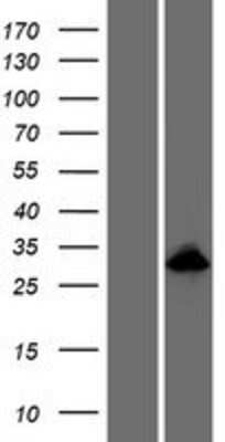 Western Blot: APIN Overexpression Lysate (Adult Normal) [NBP2-06895] Left-Empty vector transfected control cell lysate (HEK293 cell lysate); Right -Over-expression Lysate for APIN.