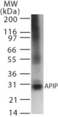 Western Blot: APIP Antibody (19F424) [NB100-56568] - Western blot analysis of APIP in recombinant protein using NB100-56568 at 2 ug/ml.