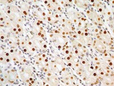 Immunohistochemistry-Paraffin: APIP Antibody (19F461) - Azide Free [NBP2-33231] - Formalin-fixed, paraffin-embedded human stomach stained with APIP antibody (5 ug/ml), peroxidase-conjugate and DAB chromogen. Staining of formalin-fixed tissues is enhanced by boiling tissue sections in 10 mM sodium citrate buffer, pH 6.0 for 10-20 min followed by cooling at RT for 20 min.