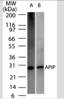 Western Blot: APIP Antibody (19F461) - Azide Free [NBP2-33231] - nalysis of APIP2 in (A) recombinant protein and (B) HeLa cell lysate using APIP antibody at 2 ug/ml.