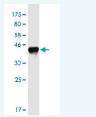 Western Blot: APITD1 Antibody (6F16) [H00378708-M07-100ug] - Detection against Immunogen (42.3 KDa) .