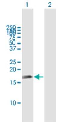 Western Blot: APITD1 Antibody [H00378708-B01P] - Analysis of APITD1 expression in transfected 293T cell line by APITD1 polyclonal antibody.  Lane 1: APITD1 transfected lysate(15.18 KDa). Lane 2: Non-transfected lysate.