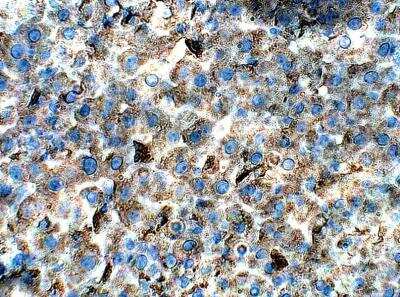 Immunohistochemistry-Paraffin: APJ/Apelin receptor Antibody [NBP3-12285] - Rat liver. 1:50 dilution in IHC blocking buffer. DAB (brown) staining and Hematoxylin QS (blue) counterstain. 40X magnification.